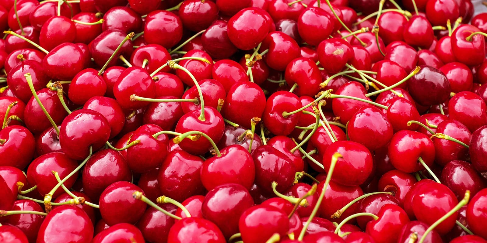 Fresh cherry macro