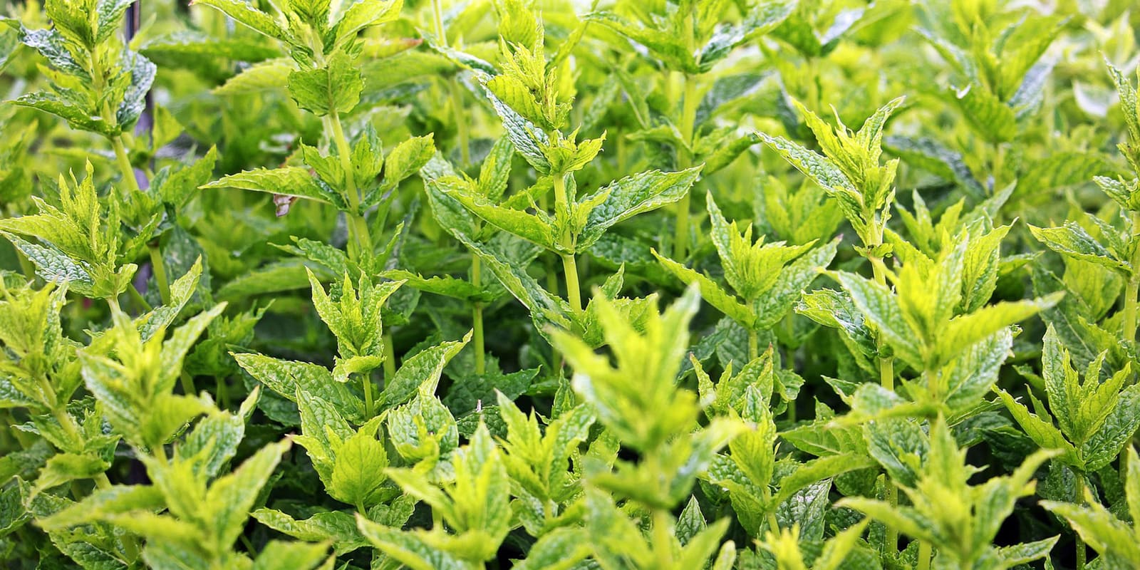 Fresh mint leaves: mint blends